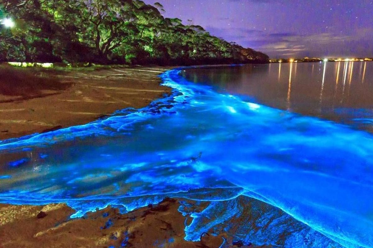 Visitar Laguna Luminosa Jamaica